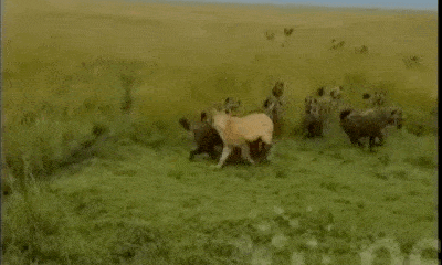 Video: Sư tử bị 25 con linh cẩu bao vây, tấn công và cái kết bất ngờ