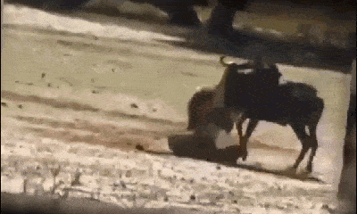 Video: Bị sư tử quật ngã xuống đất, linh dương đầu bò bật dậy phản đòn và cái kết