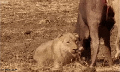 Video: Đang bị đàn sư tử đói xâu xé, trâu rừng bất ngờ vùng dậy đánh đuổi kẻ thù