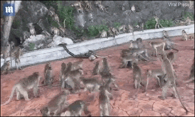 Video-Hot - Video: Cả đàn khỉ xông vào tấn công trăn 