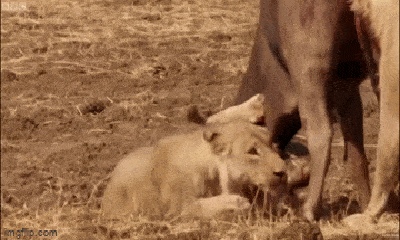 Video: Trâu rừng bất ngờ vùng dậy tấn công đàn sư tử đói và cái kết