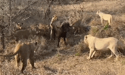 Video: Bị 23 con sư tử truy sát, trâu rừng lao lên bờ để tìm đường thoát thân và cái kết