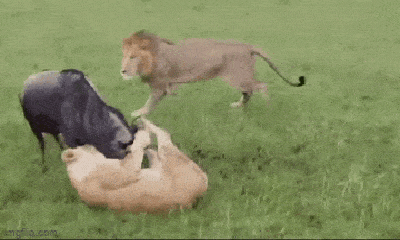 Video: Một mình đối đầu 2 con sư tử, linh dương đầu bò nhận cái kết thảm