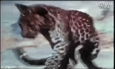 Video-Hot - Video: Rắn hổ mang chúa dùng vũ khí lợi hại tử chiến 3 con báo đốm và cái kết