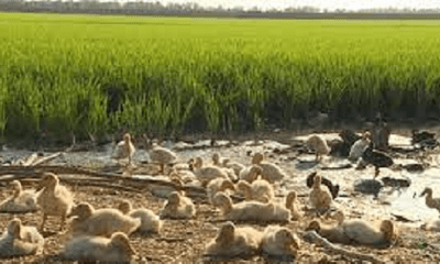 Diễn biến mới nhất vụ 1.600 con vịt tràn vào ruộng lúa, 101 con bị đánh chết