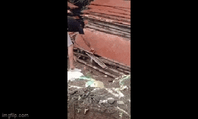 Video: Liều lĩnh dùng tay không bắt rắn độc, người đàn ông nhận 