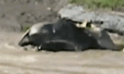 Video: Bị sư tử truy sát trên sông, linh dương vẫn sống sót một cách khó tin