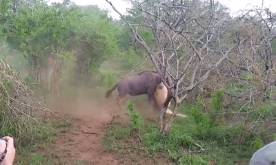 Video: Linh dương đầu bò thoát chết thần kỳ trước hàm sư tử