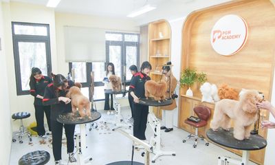 Học viện PGM – địa chỉ vàng đào tạo nghề cắt tỉa lông thú cưng