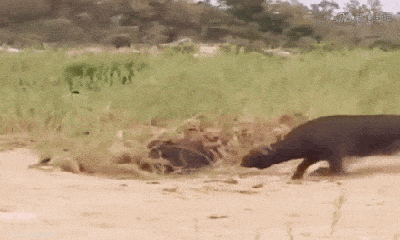 Video: Chọc giận trâu rừng, sư tử bị húc què chân