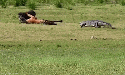 Video: Đang săn lợn rừng, hổ bất ngờ bị cá sấu nham hiểm đánh lén