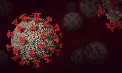 Nghiên cứu phát hiện thêm 9 chủng virus corona mới