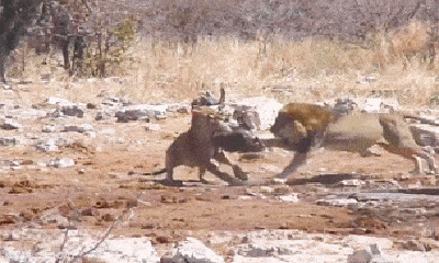 Video: Sư tử đực đánh 