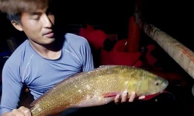 Bắt được cá lạ màu óng ánh nghi cá sủ vàng quý hiếm ở Hà Tĩnh