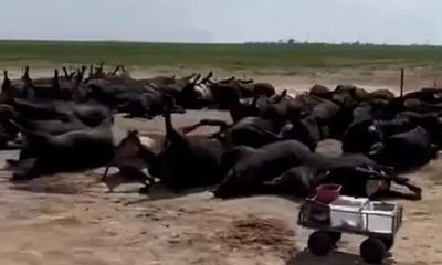 Hàng nghìn con bò chết la liệt do nắng nóng khắc nghiệt tại Mỹ
