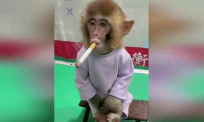 Video: Thích thú hình ảnh chú khỉ ngồi hút thuốc, khoanh chân đầy 