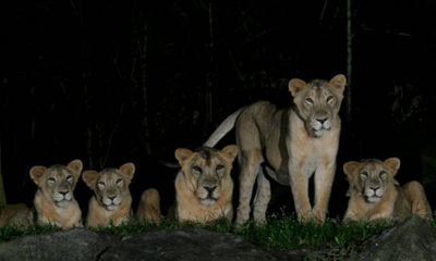 4 con sư tử mắc COVID-19 đặt ra câu hỏi việc về tiêm vaccine cho động vật ở Singapore