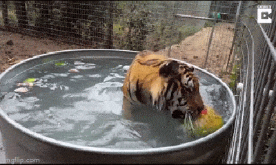 Video: Hổ cái mải mê ngâm mình trong bồn nước khiến dân mạng thích thú