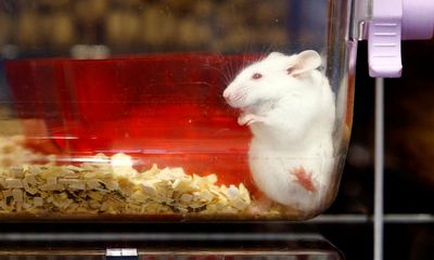 Thuỵ Sĩ bỏ phiếu đề xuất cấm thử nghiệm thuốc trên động vật