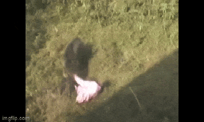 Video: Khoảnh khắc lợn rừng quật ngã, lao vào cắn tới tấp người đàn ông