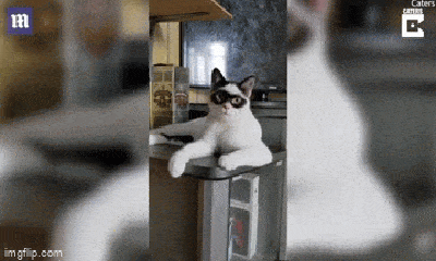 Video: Chú mèo có gương mặt kỳ lạ như 
