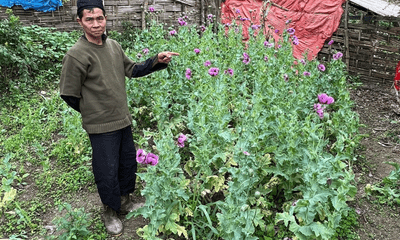 Hà Giang: Phát hiện người đàn ông bí mật trồng hơn 260 cây thuốc phiện trong vườn nhà