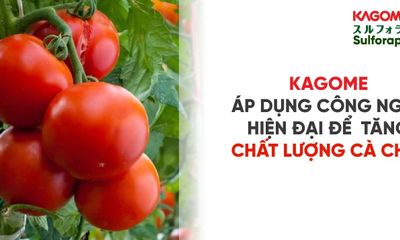 Kagome áp dụng AI để tối ưu năng suất, chất lượng cà chua