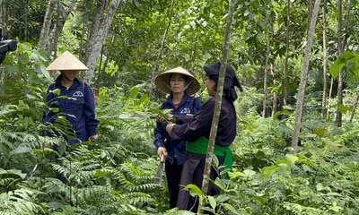 Nguyễn Thị Thái với gần 20 năm bốc thuốc chữa bệnh cứu người bằng thuốc nam