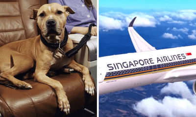 Cặp đôi ám ảnh vì trải nghiệm trên máy bay khi ngồi cạnh chú chó 