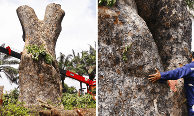 Lý do đốn hạ cây sọ khỉ cổ thụ hơn 100 tuổi trong công viên Gia Định?