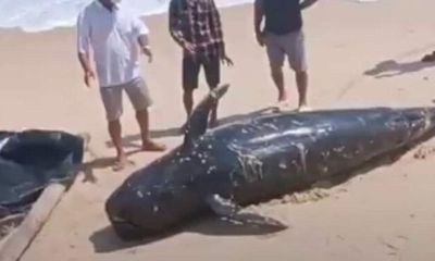 Phát hiện xác cá voi nặng gần 1 tấn trôi dạt vào bờ biển Khánh Hòa chiều mùng 4 Tết
