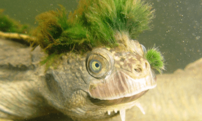 Loài rùa thở bằng bộ phận đặc biệt khi dưới nước, hình dáng độc lạ bởi thứ màu xanh mọc trên đầu