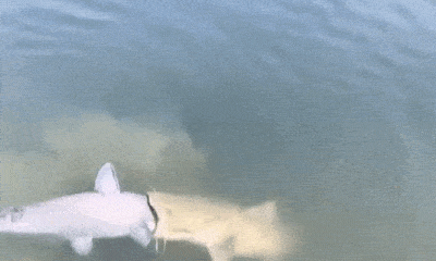 Video: Cảnh tượng cá trê suýt nuốt chửng đồng loại khiến người xem 