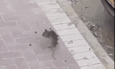 Video-Hot - Video: Nổi da gà cảnh tượng con chuột bị đàn ong truy đuổi