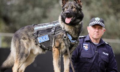 Xôn xao việc chính phủ Anh cân nhắc điều chó cảnh sát đến quốc hội