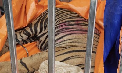 Người đàn ông nuôi nhốt 14 con hổ trong hầm nhà lĩnh án 7 năm tù