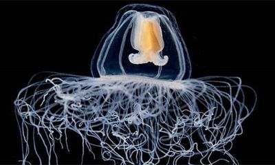 Lý giải việc ‘trẻ mãi không già’ của loài sứa bất tử