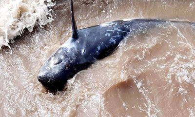 Ninh Bình: Giải cứu cá heo nặng 200kg trôi dạt vào bờ biển 
