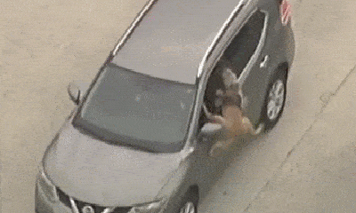 Video: Chó nghiệp vụ giúp cảnh sát tóm gọn tên cướp ô tô 