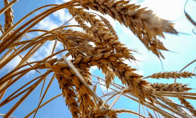 EU chia rẽ vì lệnh cấm nhập khẩu ngũ cốc Ukraine