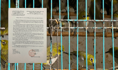Thừa Thiên Huế: Khuyến cáo không mua bán chim phóng sinh