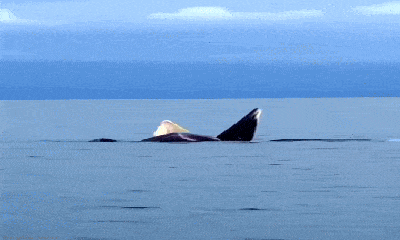 Cận cảnh đàn cá voi săn mồi trên vùng biển Cô Tô