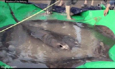 Bắt được con cá nước ngọt lớn nhất thế giới nặng 300kg trên sông Mekong