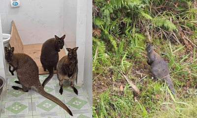 Vụ bắt ba con chuột túi ngoài tự nhiên ở Cao Bằng: Có dấu hiệu nhập lậu động vật ngoại lai