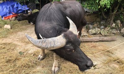Quảng Trị: Trâu chăn thả rông trong rừng tấn công người, 2 nạn nhân thương vong