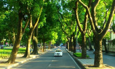 Bộ Công an yêu cầu các đơn vị liên quan định giá cây xanh ở Hà Nội
