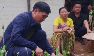 Lai Châu: Khởi tố người phụ nữ trồng gần 600 cây thuốc phiện trong vườn nhà