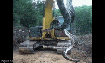 Video: Choáng với trăn anaconda khổng lồ, dài tới 10m