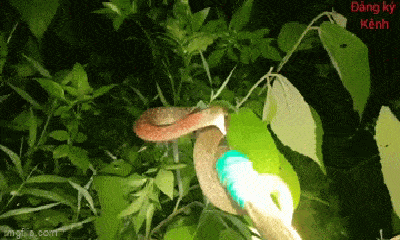 Video: Đi bắt rắn ráo, ngờ đâu suýt tóm nhầm sinh vật nguy hiểm hơn cả rắn hổ mang chúa