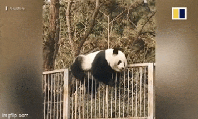 Video: Thích thú trước màn vượt rào của chú gấu trúc nghịch ngợm nhất sở thú ở Trung Quốc 